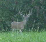Deer Hunting