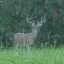 Deer Hunting