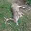 poacher
