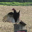 condor