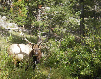 Photograph of a Bull Elk on a hillside